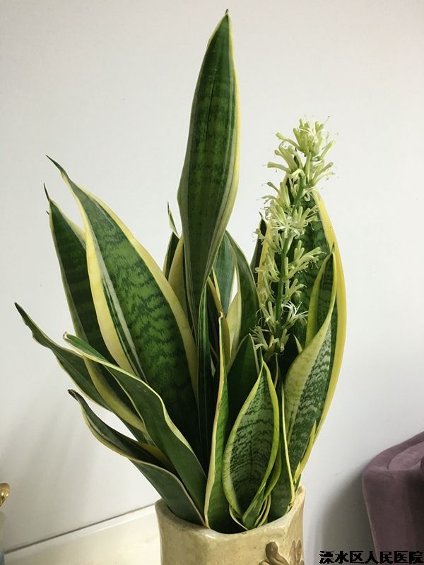 虎皮兰花开